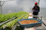 Warga memindahkan bibit sayur selada (Lactuca sativa) di green house hidroponik KTH Desa Wonosalam, Kabupaten Jombang, Jawa Timur, Jumat (26/5/2023). Menurut petani, dalam seminggu bisa memanen sayur selada yang menggunakan sistem hidroponik NFT hingga dua kuintal dengan harga jual Rp 25 ribu per kilogram dan dipasarkan hingga Surabaya, dalam sebulan mampu mengantongi omzet sampai Rp 7 juta. ANTARA Jatim/Syaiful Arif/zk