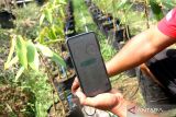 Warga menghidupkan sistem penyiraman dan pemupukan menggunakan teknologi digital handphone android di KTH Desa Wonosalam, Kabupaten Jombang, Jawa Timur, Jumat (26/5/2023). Penerapan smart farming dengan menggunakan teknologi digital tersebut bisa meningkatkan efisiensi dan produktivitas pertanian, juga dapat membantu petani untuk memperoleh hasil panen yang lebih baik. ANTARA Jatim/Syaiful Arif/zk