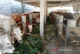 Bantul membutuhkan lebih 6.000 ekor sapi hewan kurban Idul Adha