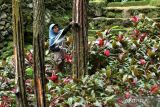 Pekerja menyadap getah pinus di lahan Perhutani Glenmore, Banyuwangi, Jawa Timur, Minggu (28/5/2023). Dalam satu bulan kerja penyadap getah pinus yang digunakan sebagai bahan dasar pembuatan cat itu mampu mengumpulkan 110 kilogram dan mendapatkan upah Rp550 per kilogram. ANTARA Jatim/Budi Candra Setya/zk 