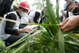520 petani Indonesia menuju sertifikasi RSPO melalui Program Sawit Terampil