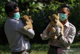 Penjaga satwa menggendong dua anak singa (Panthera leo) di Kebun Binatang Surabaya, Jawa Timur, Selasa (30/5/2023).  Dua anak singa (Panthera leo) bernama Bima dan Dona itu merupakan hasil pembiakan (breeding) dari singa jantan bernama Upin dan singa betina bernama Seruni. ANTARA Jatim/Didik Suhartono/zk q