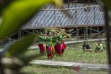 Penari menampilkan tari Babangsai tarian khas dayak meratus saat pengambilan video geopark meratus di Halaman Balai Adat Malaris, Kecamatan Loksado, Kabupaten Hulu Sungai Selatan, Kalimantan Selatan, Selasa (30/5/2023). Pemerintah Provinsi Kalimantan Selatan bersama Badan Pengelola Geopark Meratus terus berupaya melakukan pelestarian hingga pengembangan bagi situs-situs salah satunya Balai Adat Malaris yang menjadi bagian situs Geopark Meratus agar memberikan manfaat yang besar bagi masyarakat. ANTARA/Bayu Pratama S.