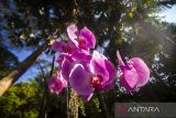 Salah satu tanaman anggrek bulan hibrid (Phalaenopsis hybird) yang tumbuh di Taman Konservasi Anggrek kawasan situs Geopark Meratus Loksado, Desa Tumingki, Kabupaten Hulu Sungai Selatan, Kalimantan Selatan, Selasa (30/5/2023). Pemerintah Provinsi Kalimantan Selatan meluncurkan Gerakan melestarikan Anggrek (Gemar Anggrek) dan membangun Taman Konservasi Anggrek Meratus sebagai upaya perlindungan dan pelestarian keanekaragaman hayati flora khas Kalimantan, khususnya anggrek Meratus, sejalan dengan instruksi Presiden No.1 Tahun 2023 tentang Pengarusutamaan Pelestarian Keanekaragam Hayati Dalam Pembangunan Berkelanjutan. ANTARA/Bayu Pratama S.