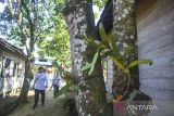 Warga berjalan di antara tanaman anggrek (Orchidaceae) di Kampung Anggrek kawasan situs Geopark Meratus Loksado, Desa Tumingki, Kabupaten Hulu Sungai Selatan, Kalimantan Selatan, Selasa (30/5/2023). Pemerintah Provinsi Kalimantan Selatan meluncurkan Gerakan Melestarikan Anggrek (Gemar Anggrek) dan membangun Taman Konservasi Anggrek Meratus sebagai upaya perlindungan dan pelestarian keanekaragaman hayati flora khas Kalimantan, khususnya anggrek Meratus, sejalan dengan instruksi Presiden No.1 Tahun 2023 tentang Pengarusutamaan Pelestarian Keanekaragam Hayati Dalam Pembangunan Berkelanjutan. ANTARA/Bayu Pratama S.