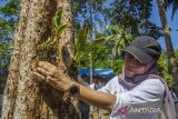 Peserta menanam anggrek (Orchidaceae) di Taman Konservasi Anggrek kawasan situs Geopark Meratus Loksado, Desa Tumingki, Kabupaten Hulu Sungai Selatan, Kalimantan Selatan, Selasa (30/5/2023). Pemerintah Provinsi Kalimantan Selatan meluncurkan Gerakan Melestarikan Anggrek (Gemar Anggrek) dan membangun Taman Konservasi Anggrek Meratus sebagai upaya perlindungan dan pelestarian keanekaragaman hayati flora khas Kalimantan, khususnya anggrek Meratus, sejalan dengan instruksi Presiden No.1 Tahun 2023 tentang Pengarusutamaan Pelestarian Keanekaragam Hayati Dalam Pembangunan Berkelanjutan. ANTARA/Bayu Pratama S.