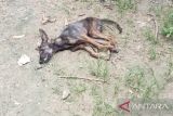 Sebanyak 46 orang terinfeksi anjing rabies, satu meninggal di TTS