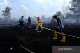 Kebakaran lahan gambut di Kubu Raya. Empat petugas damkar swasta membawa selang air di lokasi kebakaran lahan gambut di Desa Limbung, Kecamatan Sungai Raya, Kabupaten Kubu Raya, Kalimantan Barat, Kamis (1/6/2023). Hingga kini Tim gabungan kepolisian, BPBD dan damkar swasta setempat masih terus berjibaku melakukan pemadaman api kebakaran di lahan gambut tersebut yang terbakar sejak Senin (29/5/2023) kemarin agar tidak mendekati kawasan Bandara Internasional Supadio. ANTARA FOTO/Jessica Helena WuysangJESSICA HELENA WUYSANG/JESSICA HELENA WUYSANG (JESSICA HELENA WUYSANG/JESSICA HELENA WUYSANG)