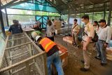 Sebanyak 66 satwa sitaan asal Papua akhirnya pulang ke habitat asli