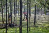 Warga melintas di hutan kota Pakansari, Cibinong, Kabupaten Bogor, Jawa Barat, Jumat (2/6/2023). Keberadaan hutan kota di Kawasan Stadion Pakansari Cibinong diproyeksikan menjadi paru-paru Kabupaten Bogor, selain menjaga kelestarian, hutan kota bisa menjaga keserasian dan keseimbangan ekosistem di perkotaan. ANTARA FOTO/Yulius Satria Wijaya/hp.