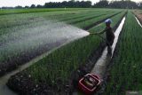 Seorang petani menyirami tanaman bawang merah berumur 15 hari menggunakan mesin pompa air apung di Kota Madiun, Jawa Timur, Sabtu (3/6/2023). Penggunaan mesin pompa air tersebut dimaksudkan untuk menghemat tenaga dan mempercepat proses irigasi. Antara Jatim/Siswowidodo/zk.