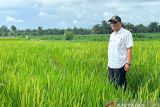 Pemkab Pasaman Barat jaga ketahanan pangan dengan melindungi alih fungsi lahan sawah