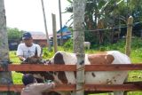 Artikel - Menjadikan Maluku Utara pemasok sapi di Indonesia timur