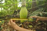 Warga mengukur tinggi bunga bangkai raksasa (Amorphophallus titanum) menjelang mekar di Taman Konservasi Puspa Langka, Kabupaten Kepahiang, Provinsi Bengkulu. Sebanyak delapan spesies bunga Amorphophallus dari total 170 yang hidup di dunia dibudidaya secara mandiri oleh warga setempat di provinsi itu sebagai upaya perlindungan serta pelestarian terhadap tanaman endemik Sumatera. ANTARA FOTO/Muhammad Izfaldi/Ief/nz