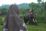 Pawang (mahout) memandu pengunjung menaiki gajah sumatera (Elephant Maximus Sumateranus) jinak di Taman Wisata Alam Seblat, Bengkulu Utara, Provinsi Bengkulu, Minggu (4/06/2023). Taman Wisata Alam Seblat tersebut menjadi salah satu tempat alternatif bagi wisatawan untuk dikunjungi saat libur Waisak 2023. ANTARA FOTO/Muhammad Izfaldi/YU