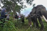 Pawang gajah (mahout) memberikan edukasi tentang perilaku gajah sumatera (Elephant Maximus Sumateranus) bagi pegiat lingkungan di Pusat Konservasi Gajah Seblat, Bengkulu Utara, Provinsi Bengkulu, Minggu (4/06/2023). Edukasi dalam rangka memperingati hari lingkungan hidup sedunia tersebut bertujuan untuk meningkatkan pengetahuan kepada warga guna mencegah konflik antara manusia dan satwa. ANTARA FOTO/Muhammad Izfaldi/YU