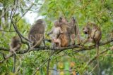 Beberapa ekor monyet bertengger di dahan kayu kawasan hutan mangrove Pangkal Babu, Desa Tungkal 1, Tanjung Jabung Barat, Jambi, Jumat (2/6/2023). Hutan yang sebagian arealnya tengah dikembangkan menjadi kawasan ekowisata dan areal edukasi penanaman mangrove di pesisir barat Jambi itu merupakan kawasan lindung bakau yang dikuatkan melalui penerbitan peraturan desa sebagai upaya pemerintah desa, tokoh pemuda, dan masyarakat setempat melindungi kawasan mangrove seluas 112 hektare. ANTARA FOTO/Wahdi Septiawan/hp.