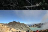 TWA Ijen ramai dikunjungi wisatawan