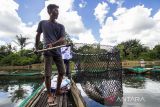 Petambak mengangkat ikan mati dari keramba jaring apung (KJA) di Sungai aliran bendungan Karang Intan, Desa Mali-Mali, Kabupaten Banjar, Kalimantan Selatan, Selasa (6/6/2023). Sejak tiga hari lalu sedikitnya 11 ton ikan yang dibudidayakan itu mati akibat kondisi air bendungan Karang Intan yang surut dan kualitas air menurun dampak musim kemarau sehingga petambak merugi hingga ratusan juta rupiah. ANTARA/Bayu Pratama S.