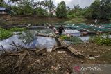 Petambak mengangkat ikan mati dari keramba jaring apung (KJA) di Sungai aliran bendungan Karang Intan, Desa Mali-Mali, Kabupaten Banjar, Kalimantan Selatan, Selasa (6/6/2023). Sejak tiga hari lalu sedikitnya 11 ton ikan yang dibudidayakan itu mati akibat kondisi air bendungan Karang Intan yang surut dan kualitas air menurun dampak musim kemarau sehingga petambak merugi hingga ratusan juta rupiah. ANTARA/Bayu Pratama S.