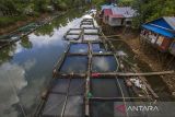 Foto aerial keramba jaring apung (KJA) di Sungai aliran bendungan Karang Intan, Desa Mali-Mali, Kabupaten Banjar, Kalimantan Selatan, Selasa (6/6/2023). Sejak tiga hari lalu sedikitnya 11 ton ikan yang dibudidayakan itu mati akibat kondisi air bendungan Karang Intan yang surut dan kualitas air menurun dampak musim kemarau sehingga petambak merugi hingga ratusan juta rupiah. ANTARA/Bayu Pratama S.