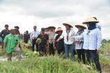 Bupati Sleman panen perdana budi daya semangka di sekolah lapang