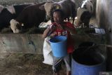 Perajin tempe memberi makan ternak sapi potong miliknya dengan limbah ampas rebusan kedelai di sentra produsen tempe di Sanan, Malang, Jawa Timur, Selasa (6/6/2023). Hampir seluruh perajin tempe di kawasan tersebut juga beternak sapi potong sebagai solusi pemanfaatan limbah ampas rebusan kedelai sedangkan usaha penggemukan sapi digunakan sebagai tabungan.  Antara Jatim/Ari Bowo Sucipto/zk.