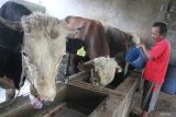 Perajin tempe memberi makan ternak sapi potong miliknya dengan limbah ampas rebusan kedelai di sentra produsen tempe di Sanan, Malang, Jawa Timur, Selasa (6/6/2023). Hampir seluruh perajin tempe di kawasan tersebut juga beternak sapi potong sebagai solusi pemanfaatan limbah ampas rebusan kedelai sedangkan usaha penggemukan sapi digunakan sebagai tabungan.  Antara Jatim/Ari Bowo Sucipto/zk.