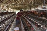 Pekerja memberikan pakan ayam petelur di Manonjaya, Kabupaten Tasikmalaya, Jawa Barat, Rabu (7/6/2023). Kementerian Perdagangan membuka opsi untuk kembali menyalurkan subsidi jagung bagi peternak agar harga pakan ternak terkendali dan dapat menurunkan harga telur. ANTARA FOTO/Adeng Bustomi/agr