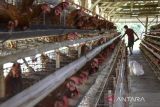 Pekerja memberikan pakan ayam petelur di Manonjaya, Kabupaten Tasikmalaya, Jawa Barat, Rabu (7/6/2023). Kementerian Perdagangan membuka opsi untuk kembali menyalurkan subsidi jagung bagi peternak agar harga pakan ternak terkendali dan dapat menurunkan harga telur. ANTARA FOTO/Adeng Bustomi/agr