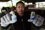 Petugas Dinas Ketahanan Pangan dan Pertanian (DKPP) Kota Surabaya menunjukkan vaksin LSD sebelum disuntikkan kepada hewan ternak sapi di Surabaya, Jawa Timur, Rabu (7/6/2023). Vaksinasi Lumpy Skin Disease (LSD) dan Penyakit Mulut Dan Kuku (PMK) kepada hewan ternak sapi itu dilakukan secara bertahap di Surabaya guna mencegah penyebaran virus Lumpy Skin Disease (LSD) dan Penyakit Mulut Dan Kuku (PMK).  Antara Jatim/Didik Suhartono/zk