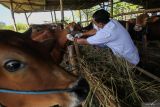 Petugas Dinas Ketahanan Pangan dan Pertanian (DKPP) Kota Surabaya menyuntikkan vaksin LSD kepada hewan ternak sapi di Surabaya, Jawa Timur, Rabu (7/6/2023). Vaksinasi Lumpy Skin Disease (LSD) dan Penyakit Mulut Dan Kuku (PMK) kepada hewan ternak sapi itu dilakukan secara bertahap di Surabaya guna mencegah penyebaran virus Lumpy Skin Disease (LSD) dan Penyakit Mulut Dan Kuku (PMK).  Antara Jatim/Didik Suhartono/zk