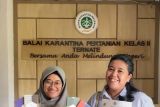 Ternate kembali melakukan sertifikasi terhadap 175 kilogram cokelat Sulamina