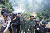 1,5 hektar ladang ganja dibakar