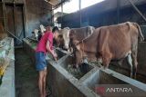 Disnakkan Boyolali  imbau tetap waspadai pembelian hewan kurban