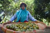 Liki Macadamia kini turut jadi penunjang bisnis Mitra Kerinci