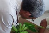 Pemprov Sulbar bawa pisang lokal ke Penas Tani dan Nelayan di Sumbar