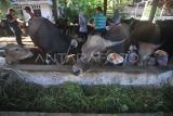 Petugas Dinas Peternakan dan Kesehatan Hewan Provinsi Bengku melakukan pemeriksaan kesehatan sapi di salah satu peternakan di Kota Bengkulu, Provinsi Bengkulu. Pemeriksaan kesehatan hewan tersebut untuk mencegah penularan penyakit lumpy skin desease (LSD) pada sapi setelah adanya temuan puluhan sapi dan kerbau yang positif terjangkit penyakit LSD. ANTARA FOTO/Muhammad Izfaldi/aww.