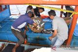 Pekerja membongkar ikan hasil tangkapan kapal nelayan yang menggunakan bahan peledak di Pelabuhan Perikanan Samudera (PPS) Lampulo, Banda Aceh, Aceh, Senin (12/6/2023). Pangkalan Pengawas Sumber Daya Kelautan dan Perikanan (PSDKP) bersama Polri di daerah itu , menangkap satu unit kapal nelayan menggunakan bahan peledak beserta empat ton ikan dan mengamankan delapan ABK saat beroperasi  di wilayah terluar pulau Simeulue, provinsi Aceh. ANTARA FOTO/Ampelsa.