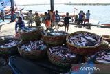 Pekerja membongkar ikan hasil tangkapan kapal nelayan yang menggunakan bahan peledak di Pelabuhan Perikanan Samudera (PPS) Lampulo, Banda Aceh, Aceh, Senin (12/6/2023). Pangkalan Pengawas Sumber Daya Kelautan dan Perikanan (PSDKP) bersama Polri di daerah itu , menangkap satu unit kapal nelayan menggunakan bahan peledak beserta empat ton ikan dan mengamankan delapan ABK saat beroperasi  di wilayah terluar pulau Simeulue, provinsi Aceh. ANTARA FOTO/Ampelsa.