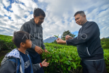 Agrowisata khusus kebun teh Liki Solok Selatan
