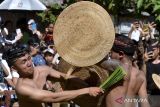 Dua orang warga saling menyerang dengan daun pandan berduri saat mengikuti tradisi Mekare atau perang pandan di Desa Tenganan Pegringsingan, Karangasem, Bali, Minggu (11/6/2023). Tradisi setahun sekali itu dilakukan warga setempat sebagai bentuk penghormatan kepada Dewa Indra atau Dewa Perang. ANTARA FOTO/Fikri Yusuf/wsj.