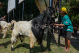 Kontes kambing kurban unggul