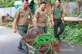 BKSDA Pangkalan Bun kembali tangkap orang utan kabur saat diperiksa