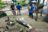Sahabat Laut temukan lumba lumba mati di Pantai Sarangtiung