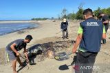 KKP tangani mamalia laut terdampar di Laut Sawu