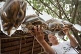 Penjual oleh-oleh ikan belut hidup