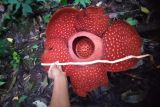 Bunga rafflesia mekar sempurna di CA Batang Palupuh Agam