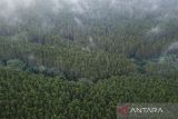 Foto udara kawasan hutan lindung Jayagiri di Lembang, Kabupaten Bandung Barat, Jawa Barat, Jumat (16/62023). Data dari Organisasi Pangan dan Pertanian Dunia (FAO) mencatat, Indonesia menjadi negara kedelapan yang memiliki hutan terluas di dunia dengan luas mencapai 92 juta ha yang diharapkan mampu menyerap emisi karbon dari persoalan iklim secara global. ANTARA FOTO/Raisan Al Farisi/agr