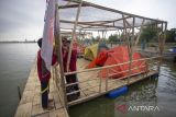 Anggota Pramuka merakit tenda saat mengikuti Kemah Terapung (Floating Camp) di Embung Jangkar, Indramayu, Jawa Barat, Sabtu (17/6/2023). Kegiatan kemah terapung dengan tema Peran Satuan Karya (Saka) tersebut diikuti 480 anggota Pramuka dari 17 Satuan Karya yang bertujuan untuk meningkatkan kemandirian dan peran anggota saka dalam berbagai sektor. ANTARA FOTO/Dedhez Anggara/agr